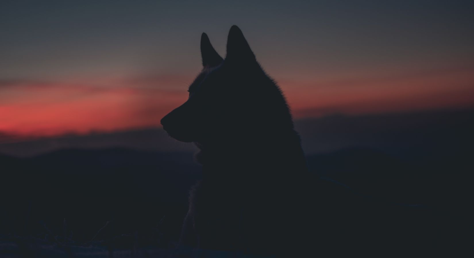 Foto: Marek Szturc fra Unsplash